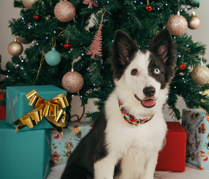 especial-whisky-01-tn