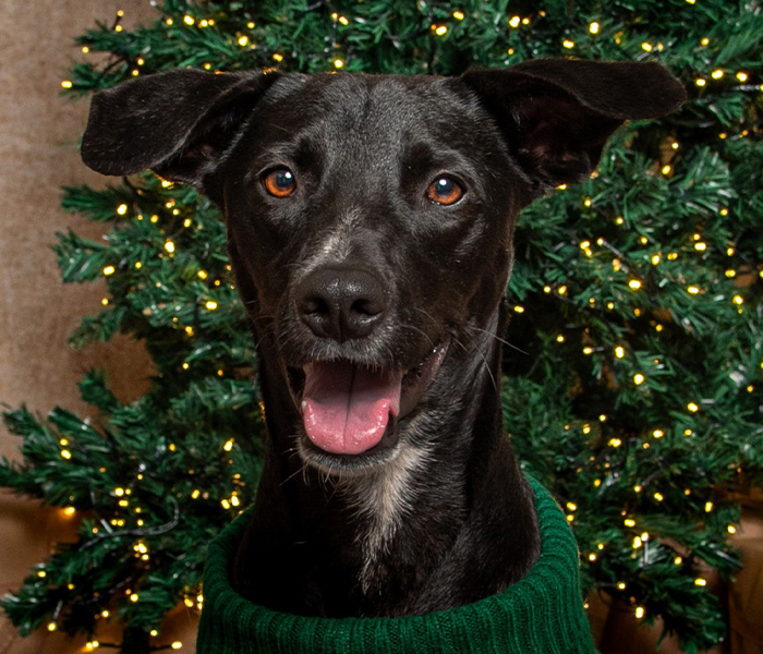 especial-whisky-02-tn